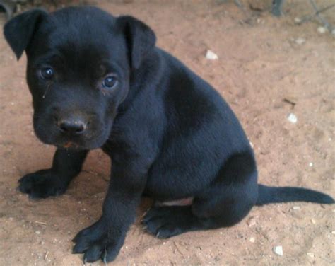 The American Staffordshire Terrier, American <strong>Pit Bull</strong> Terrier, and Staffordshire Bull Terrier is banned from entering or transiting the province of Ontario and the city of Toranto. . Black pitbull puppies for sale
